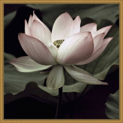 16" x 16" The Lotus I by Andy Neuwirth Framed Canvas Wall Art - Amanti Art