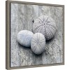 Amanti Art Nautical Shell still life II by Savanah Plank Danita Delimont Canvas Wall Art Print Framed 16 x 16-in. - 3 of 4