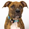 Country Brook Petz Deluxe Dog Collar - Groovy Collection - 2 of 4