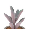 Unique Bargains Artificial Plants Flocked Split-Leaf Peperomia in Mini Pulp Plastic Purple 2.56"x2.56"x4.33" 1 Pcs - 4 of 4
