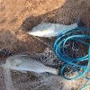LakeForest"6ft Radius Heavy Duty Cast Net with Chain Sinkers – Easy Throw Bait Trap for Fishing"White - 3 of 4