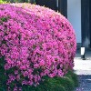 Azalea 'Karens' U.S.D.A. Hardiness Zones 5-8 - 1pc - Cottage Hill - 3 of 3