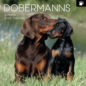 2026 Square Wall Calendar, Dobermans, 16-Month Paw Prints Theme with 180 Reminder Stickers (12x12 In) - 1 of 4