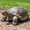 Sunnydaze Indoor/Outdoor Glass Fiber Reinforced Concrete Talia the Tortoise Patio Garden Yard Entryway Decorative Statue - 29" - 4 of 4