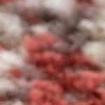 charcoal, mustard, camel, dusty pink, light gray, off white, sky blue, brick red