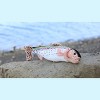 Collectible Wildlife Gifts | Rainbow Trout Plush Toy, Realistic Stuffed Animal, Soft Plush Fish, Stuffed Fish, Educational, Toy, Kids, Gift,  17 - 4 of 4