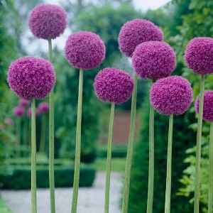 Van Zyverden Allium Purple Giganteum Flower Bulb - 1 of 4