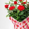 4" Mini Roses Red - Good Little Garden™ - 3 of 3