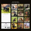 2026 Square Wall Calendar, Dachshunds, 16-Month Paw Prints Theme with 180 Reminder Stickers (12x12 In) - 4 of 4