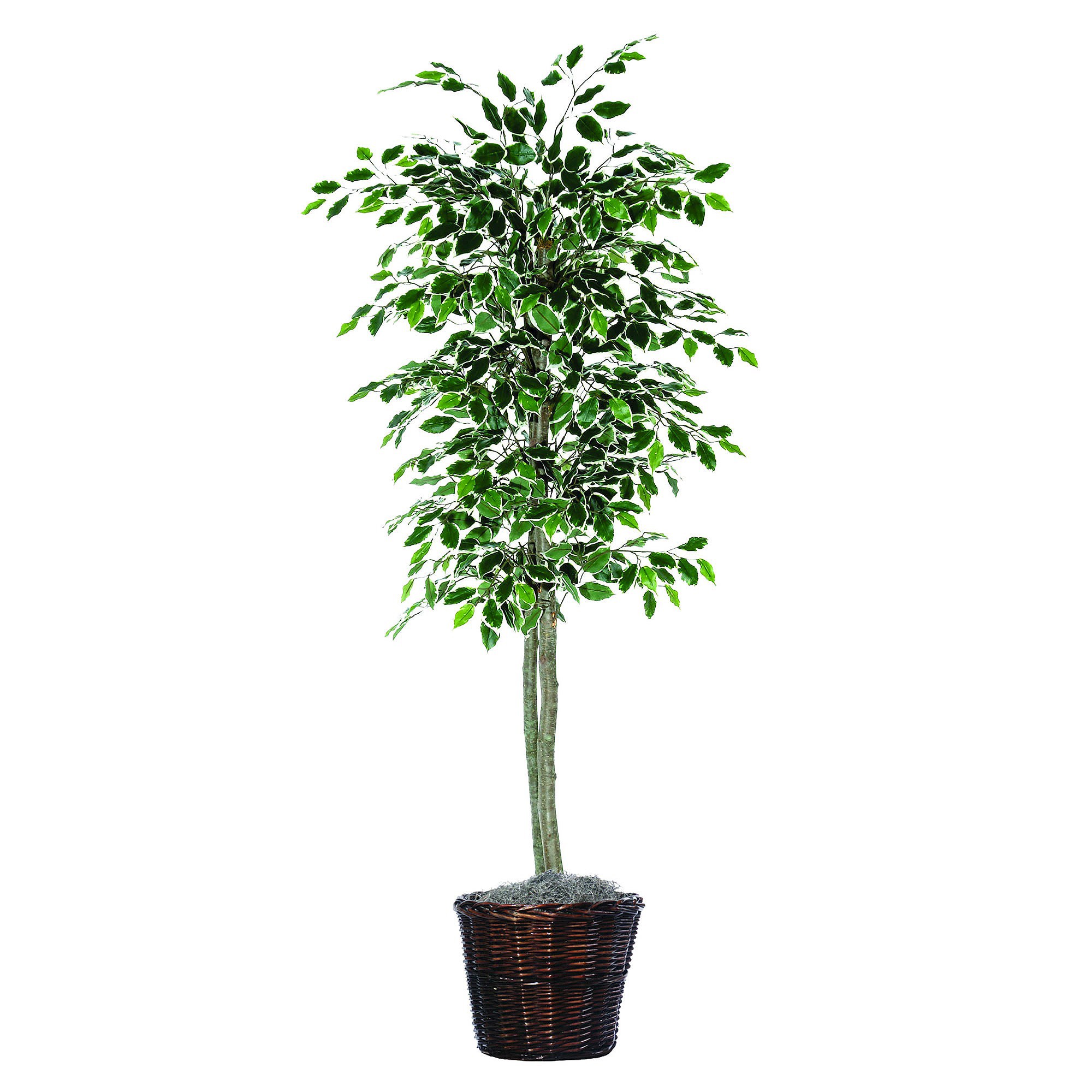 'Artificial Variegated Ficus Tree (6'')'