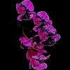 Junior's Design By Humans Orchid By jirkasvetlik T-Shirt - 2 of 3