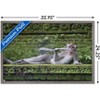 Trends International The Comedy Wildlife Photography Awards: Delphine Casimir - The Rainforest Dandy Framed Wall Poster Prints - 3 of 4