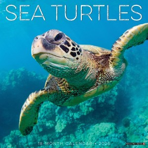 Willow Creek Press 2026 Sea Turtles Wall Calendar - 1 of 4