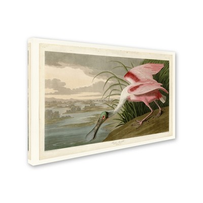Trademark Fine Art -John James Audubon 'Roseate Spoonbill' Canvas Art
