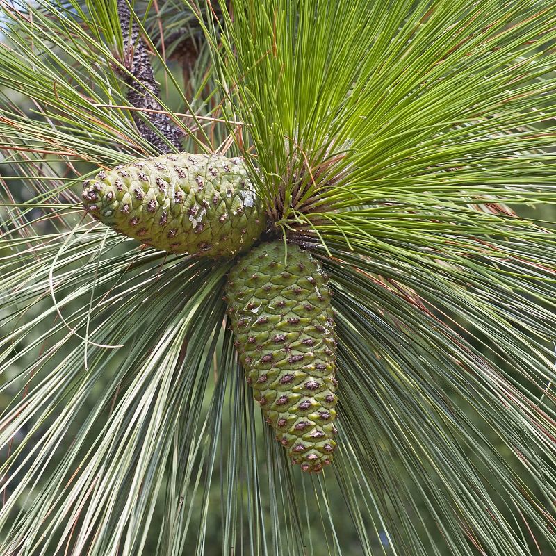 2.25gal Longleaf Pine Tree - National Plant Network, 5 of 6