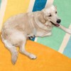 Boho Rugs Washable Kids Rug Non Slip Nursery Rug Low Pile Floor Mat Soft & Non-Shedding Sunshine Carpet Colorful Rainbow Printed Indoor Rugs - 4 of 4