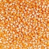 Grain Place Foods 25 lb Organic Yellow Popcorn Kernels Non-GMO - 2 of 4