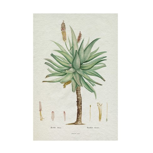 Trademark Fine Art - Pierre Redoute Redoute Succulent I Canvas Art - 16 ...