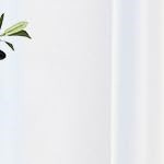 olive tree 6ft with basket