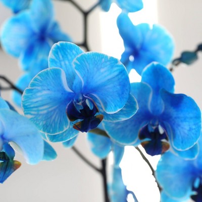 Watercolor Blue Phalaenopsis Orchid in Beige Ceramic Pot