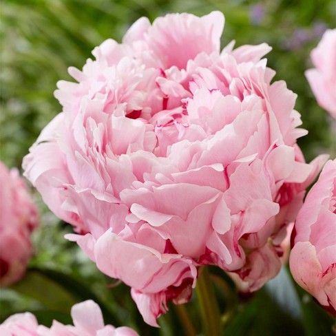 5ct Peonies Sarah Bernhardt Economy Sized Roots Van Zyverden Target