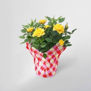 4" Mini Roses Yellow - Good Little Garden™ - 1 of 3