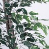 Vickerman 6' Artificial Variegated Ficus Tree - image 4 of 4