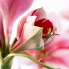 Van Zyverden Amaryllis Pink Flower Bulb with Artisan Decorative Planter - 3 of 4
