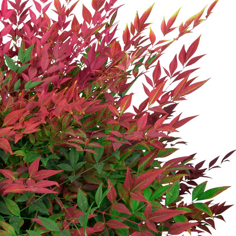 Nandina Southern Living &#39;Obsession&#39; 3gal U.S.D.A. Hardiness Zones 6-10 - 1pc - National Plant Network, 3 of 5