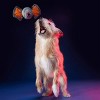 BARK Netflix Stranger Things DemorGoFetch Ball Dog Toy - image 3 of 4