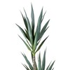 Vickerman Artificial Green Yucca Tree - 2 of 4