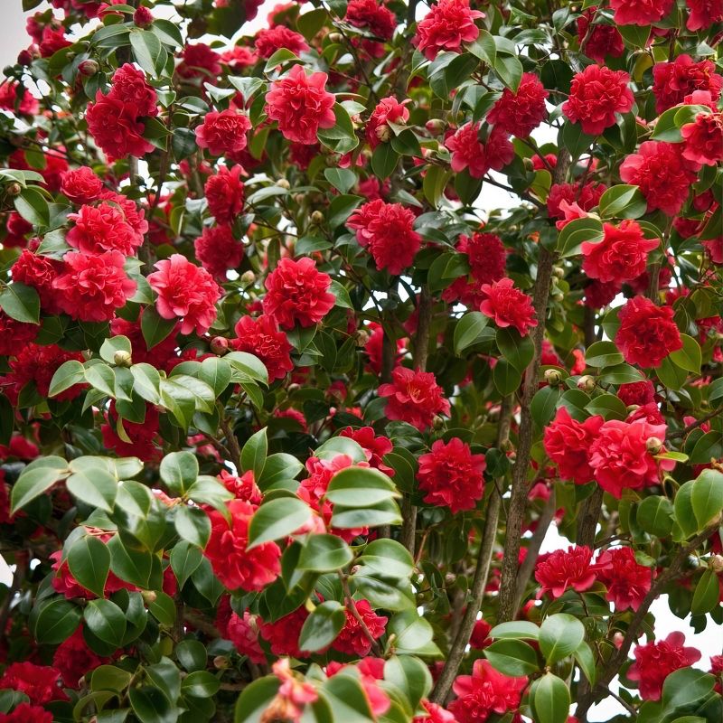 2.5qt Professor Sargent Camellia Japonica Plant with Red Blooms - National Plant Network, 4 of 6