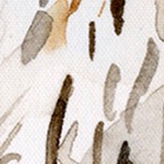 coastal white
