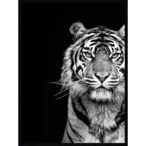 30" x 40" Tiger Animal Portrait by The Creative Bunch Studio Framed Wall Art Print Black - Amanti Art: Monochrome, Vertical Display - 1 of 4