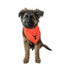Midlee Blaze Orange Hunter Safety Dog Bandana - 4 of 4