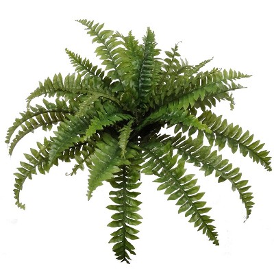 Floral Home 48" Wide Boston Fern with 48 Fronds - 1-Piece