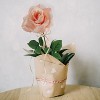 Floral Home 8" Pick Blush Pink Rose - 50-Piece - 3 of 4