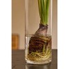 Live Glass Towers with Alocasia Water Root Plant - 4 of 4