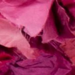 fuchsia/multi
