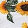 white sunflower