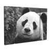 Trademark Fine Art SD Smart Giant Panda 3 Piece Panel Set Art - 2 of 3