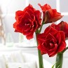 Van Zyverden Amaryllis Cherry Nymph Flower Bulb with Southwest Metal Cachepot - 3 of 4
