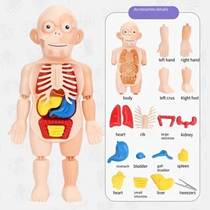 Children's organ cognition model toys, medical cognition early education model toys - 1 of 4