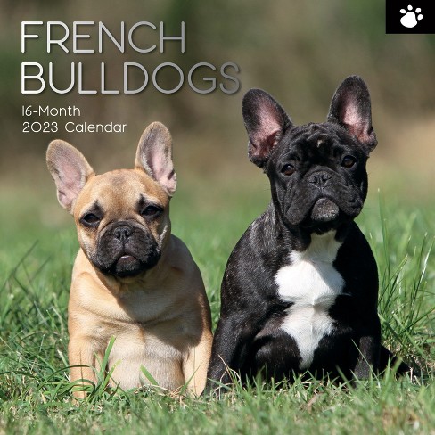 2023-square-wall-calendar-french-bulldogs-16-month-paw-prints-theme-with-180-reminder-stickers-12-x-12-in-target
