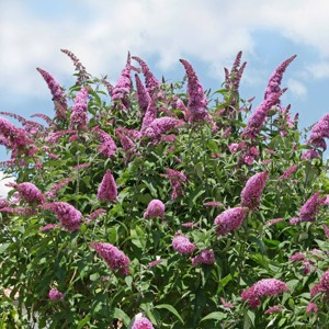 National Plant Network Live Outdoor Pink Delight Buddleia Plant - 1ct 1gal - 1 of 4