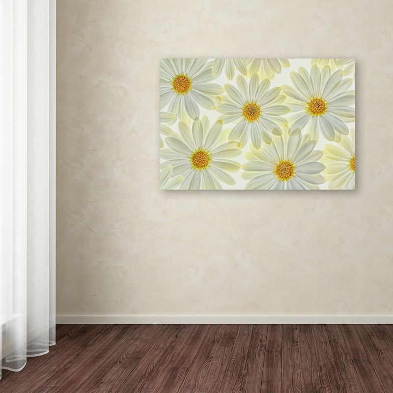 Trademark Fine Art -Cora Niele 'Daisy Flowers' Canvas Art, 3 of 4