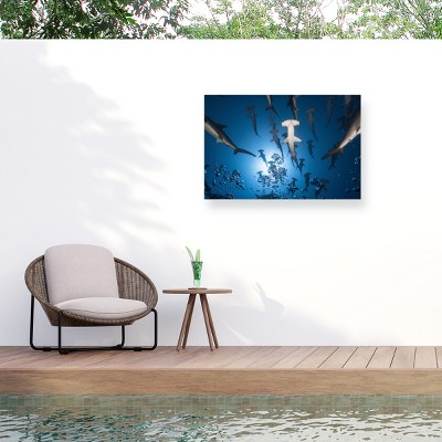 Trademark Fine Art - Barathieu Gabriel Hammerhead Shark Matted Framed Art