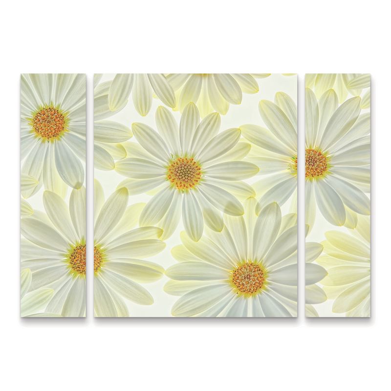 Trademark Fine Art -Cora Niele 'Daisy Flowers' Multi Panel Art Set Large 3 Piece, 2 of 4