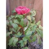 Luster Leaf Double Peony Plant Flower Garden Stake Support, Green, 36" - 2 of 2
