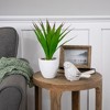 Northlight 13.5" Agave Succulent Artificial Potted Plant - Green/White - 2 of 4